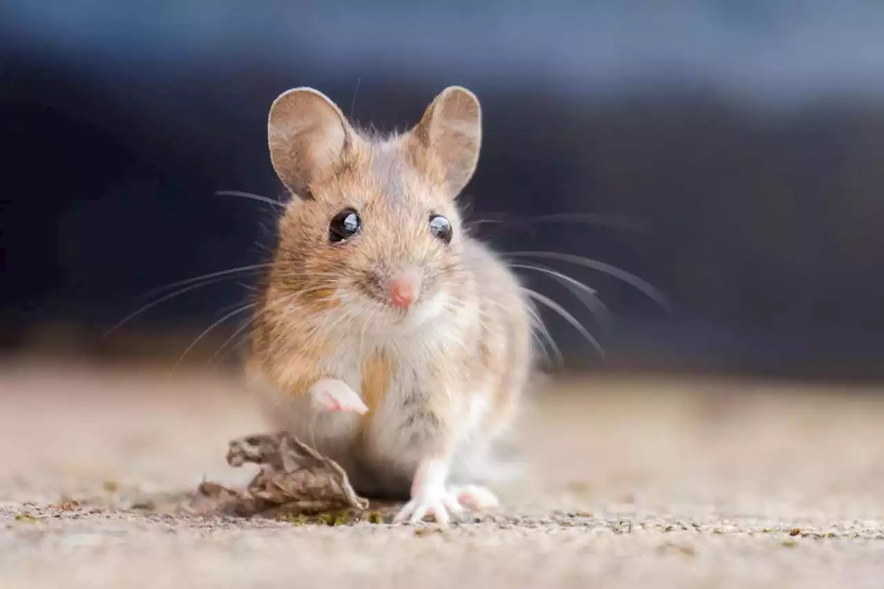 Transfusing blood from an old mouse to a younger mouse causes ageing