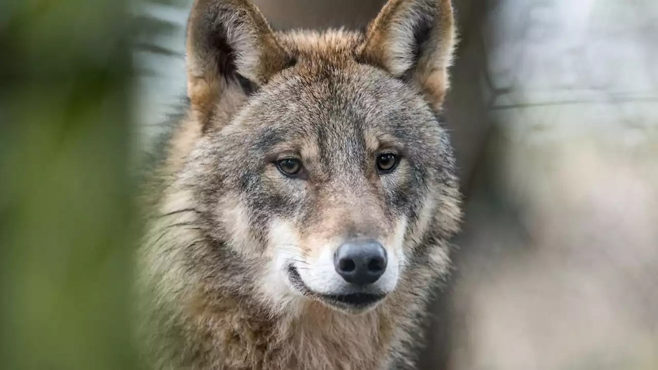 Wolfsbestand in den Alpen wächst weiter - und reguliert sich irgendwann selbst