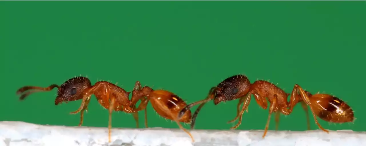 Robot helps reveal how ants pass on knowledge