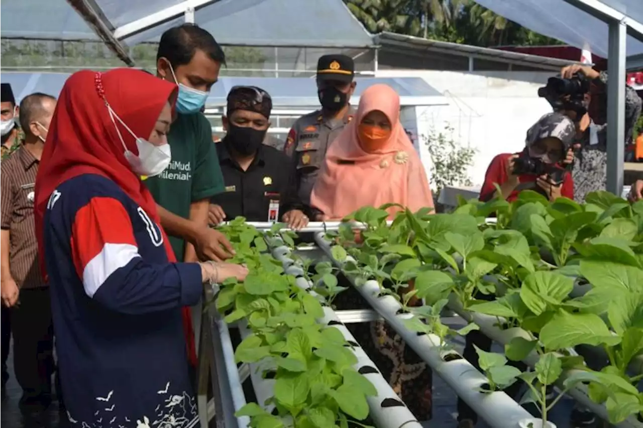 Desa Karangpucung Bangun Pertanian Terintegrasi, Panen Melon Kualitas Premium |Republika Online