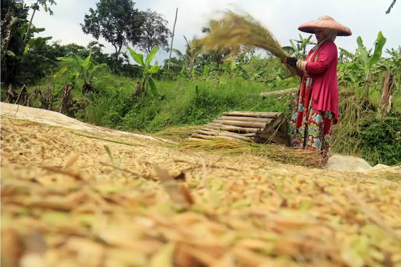 NFA Segera Susun Ulang Harga Acuan Pangan untuk Petani hingga Konsumen |Republika Online