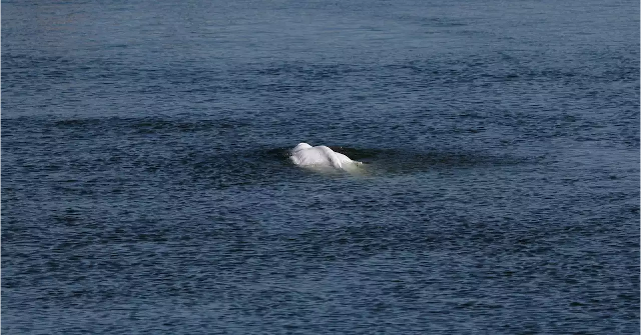 Beluga whale stuck in River Seine to be moved to saltwater tank on Tuesday