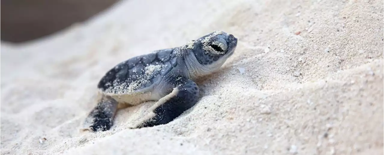 Every Baby Sea Turtle in Florida Seems to Be Female. We Warned You, Scientists Say