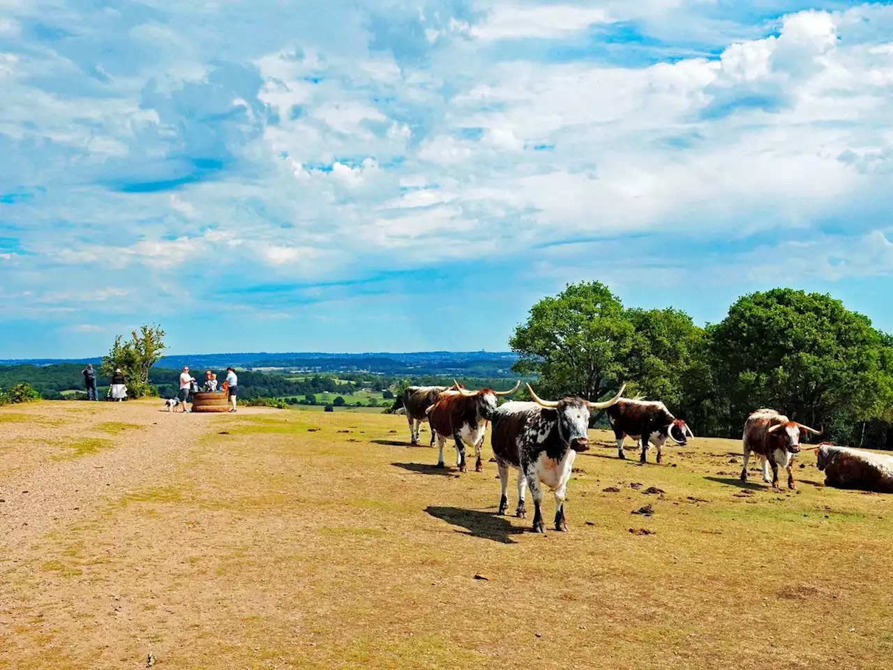 You've met the Birmingham Bull – now meet the Beasts of Kinver