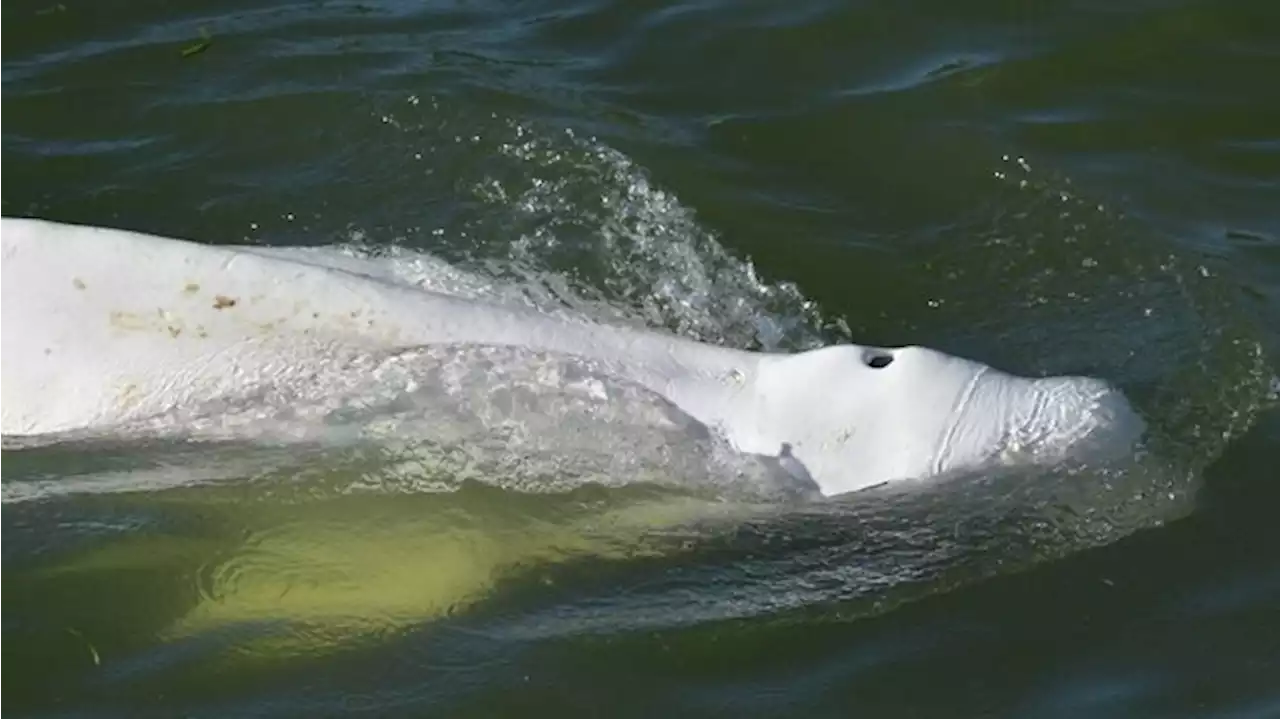 Tierschützer bereiten Rettungsaktion für Belugawal in der Seine vor