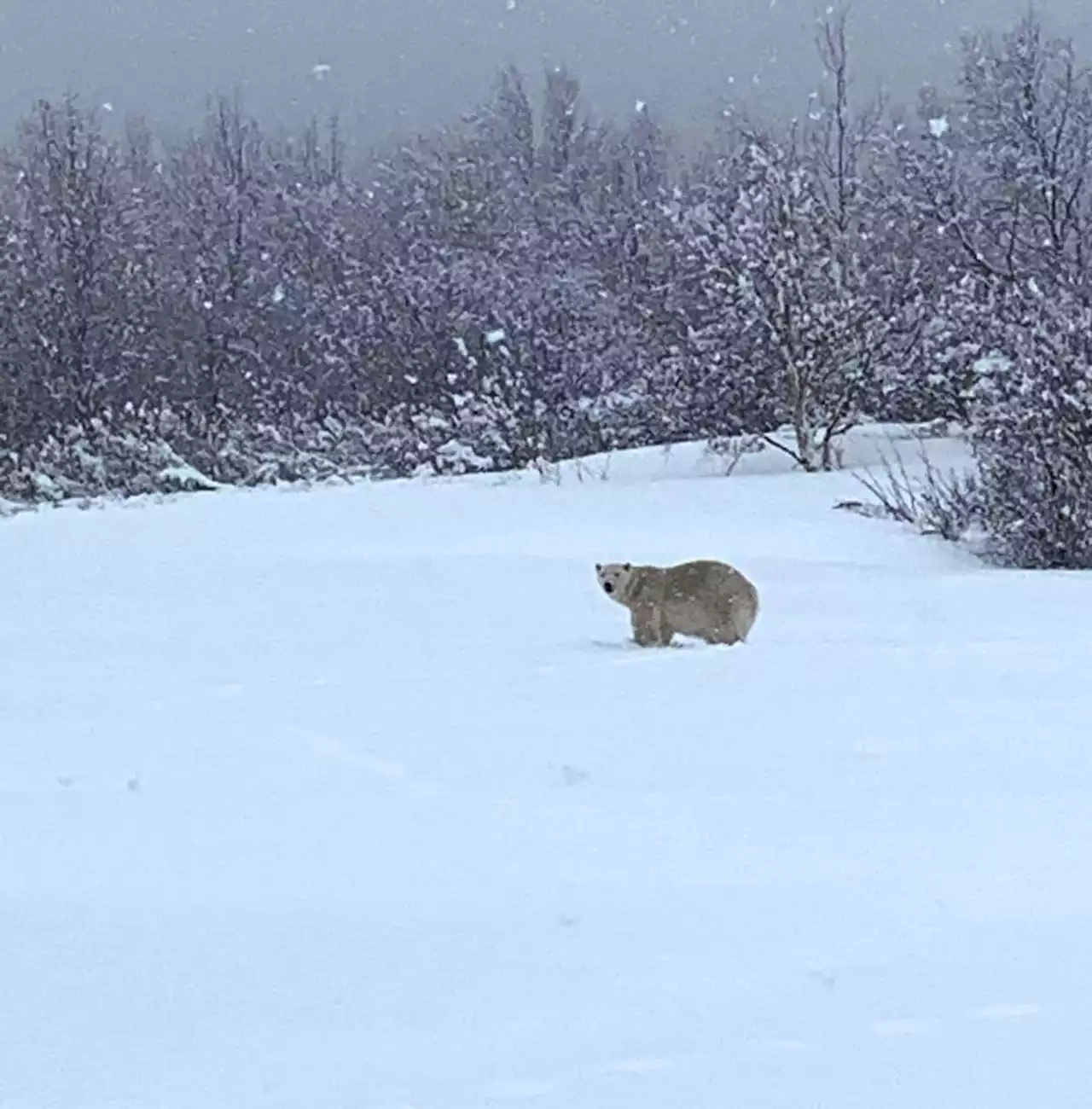 French tourist attacked by polar bear in Norway's artic | The Citizen