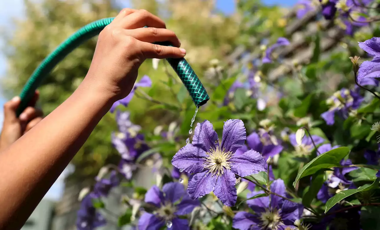 Thames Water to introduce hosepipe ban for 15m customers 'in coming weeks' over extreme heat