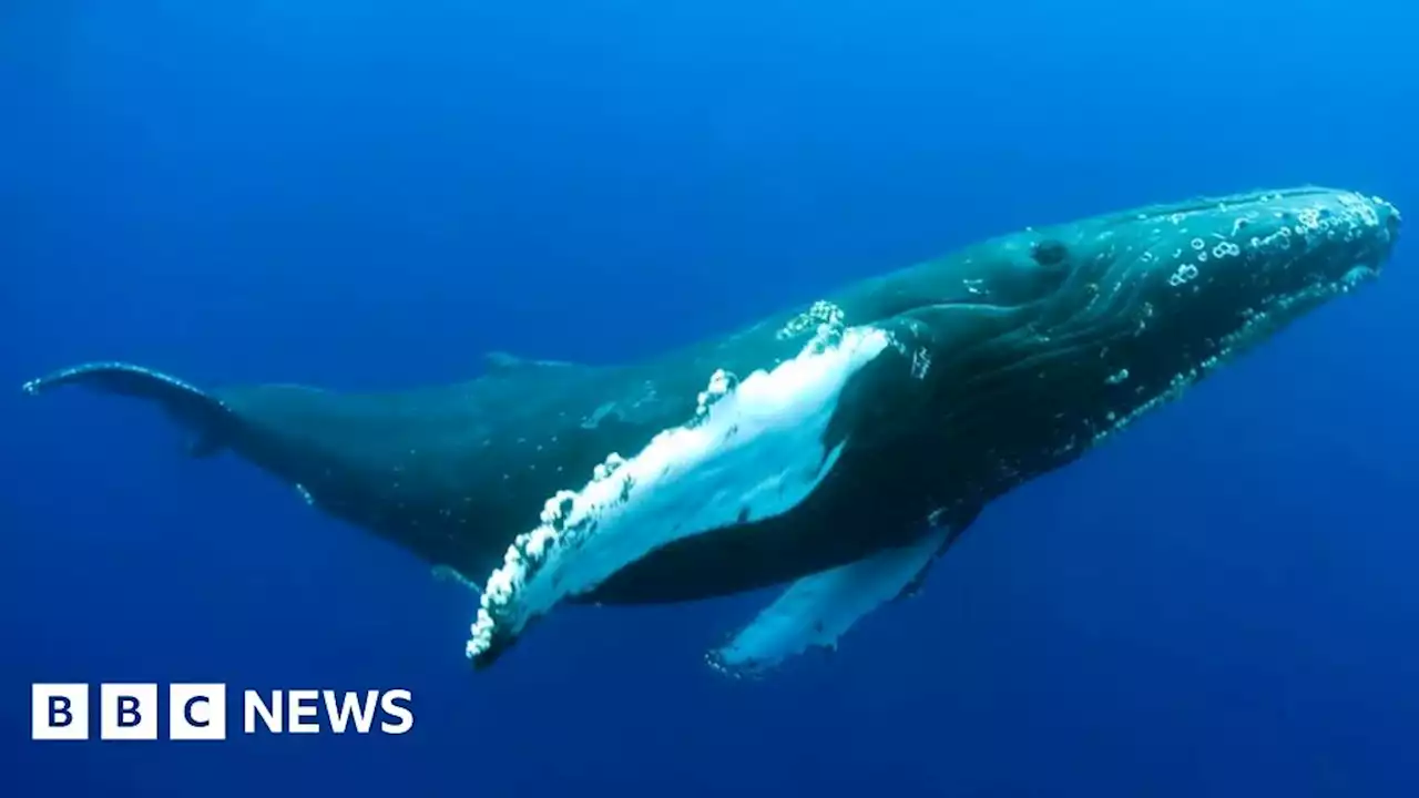 Year-long study records whale songs off Scotland