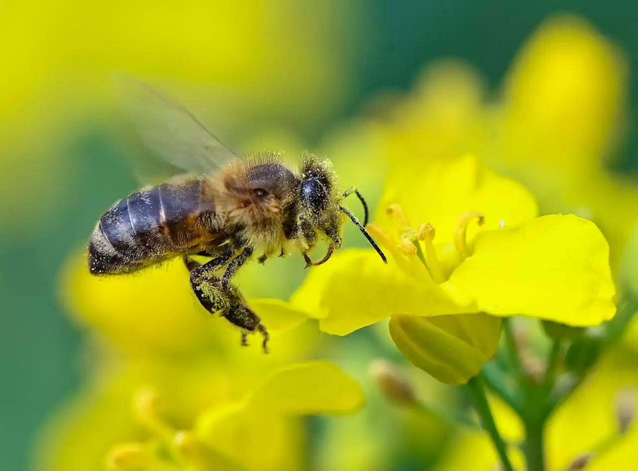 Killerbienen-Angriff: Mann überlebt mehr als 20.000 Stiche