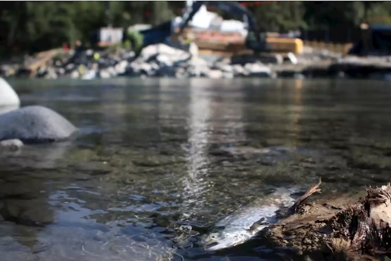 TMX continued work in river for two weeks after salmon controversy