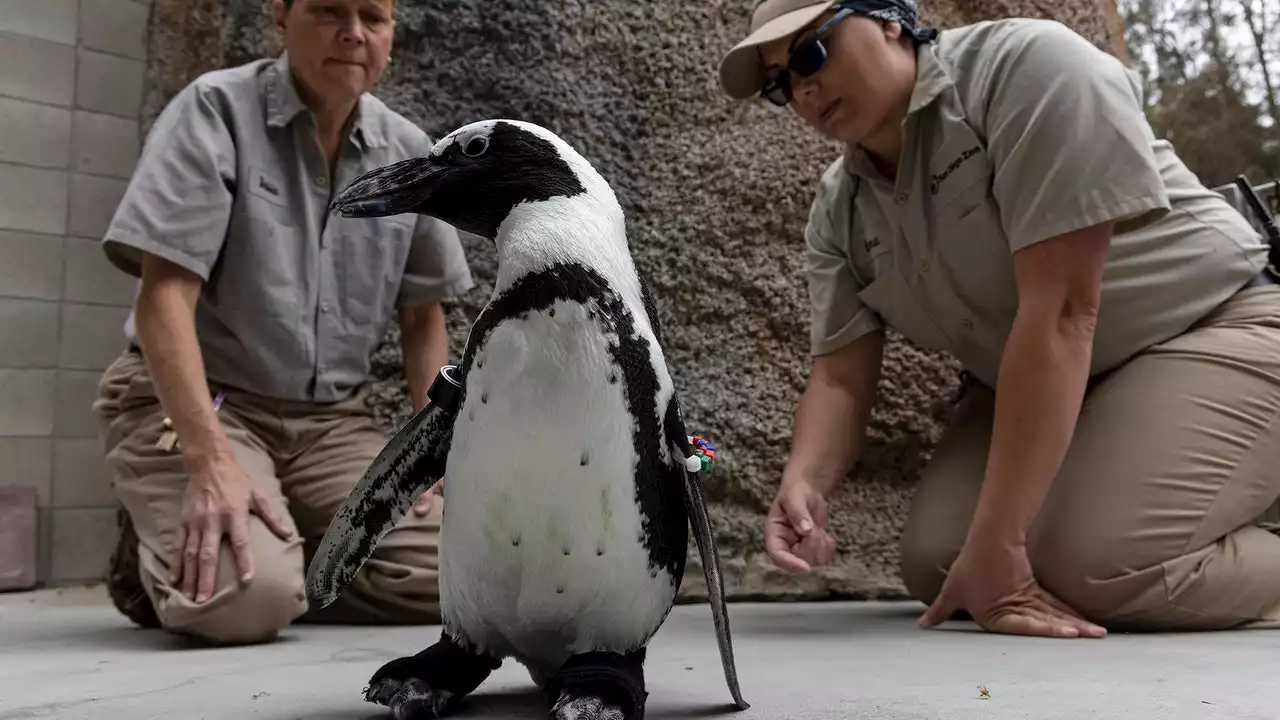 San Diego Zoo penguin gets fitted boots to treat chronic foot condition