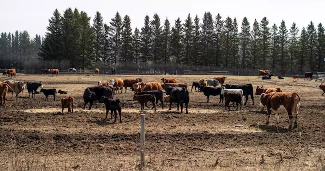 Application denied for proposed industrial feedlot near Pigeon Lake - Edmonton | Globalnews.ca