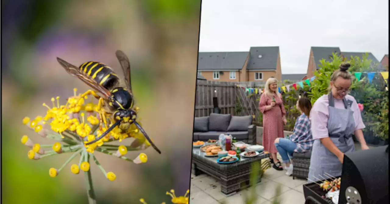Experts warn of increased risk of wasp stings and how you can avoid them | JOE.ie