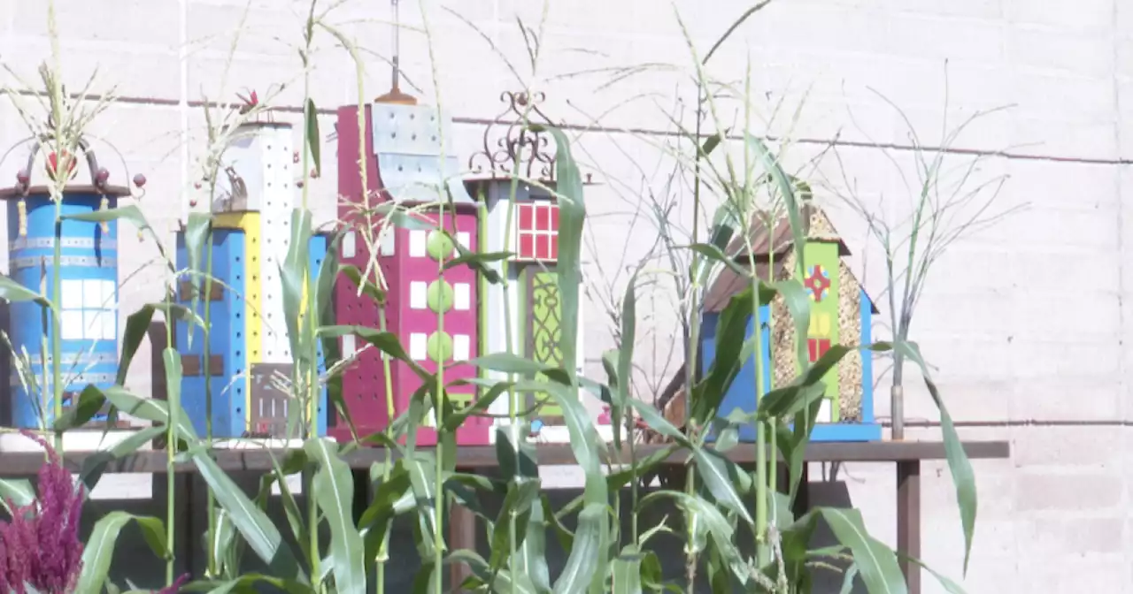 Children's Museum Tucson celebrates new garden exhibit