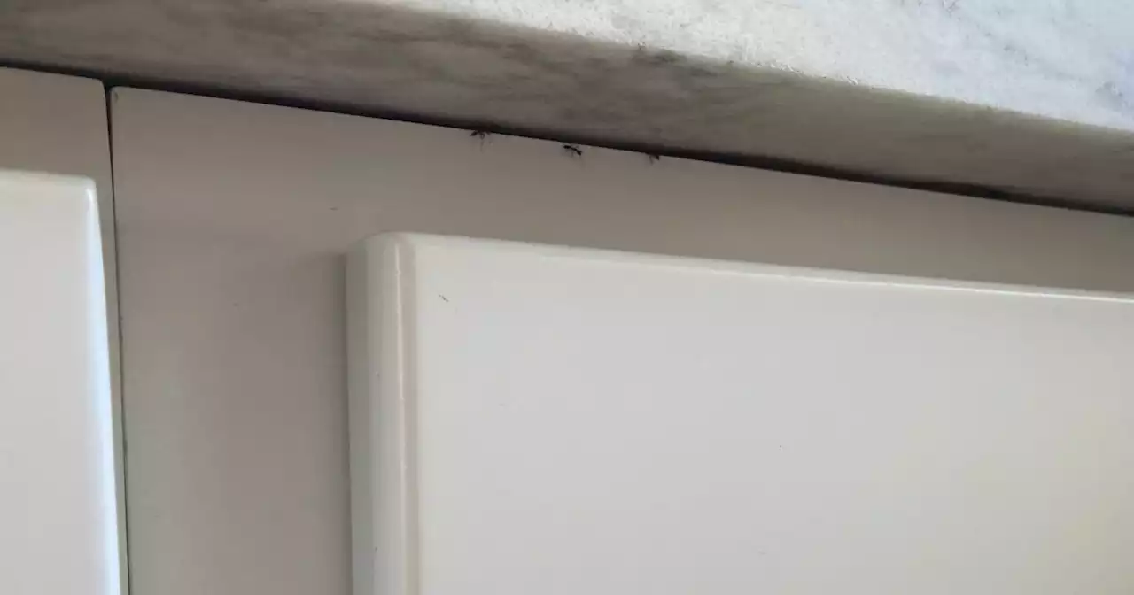 Why are ants invading my home?