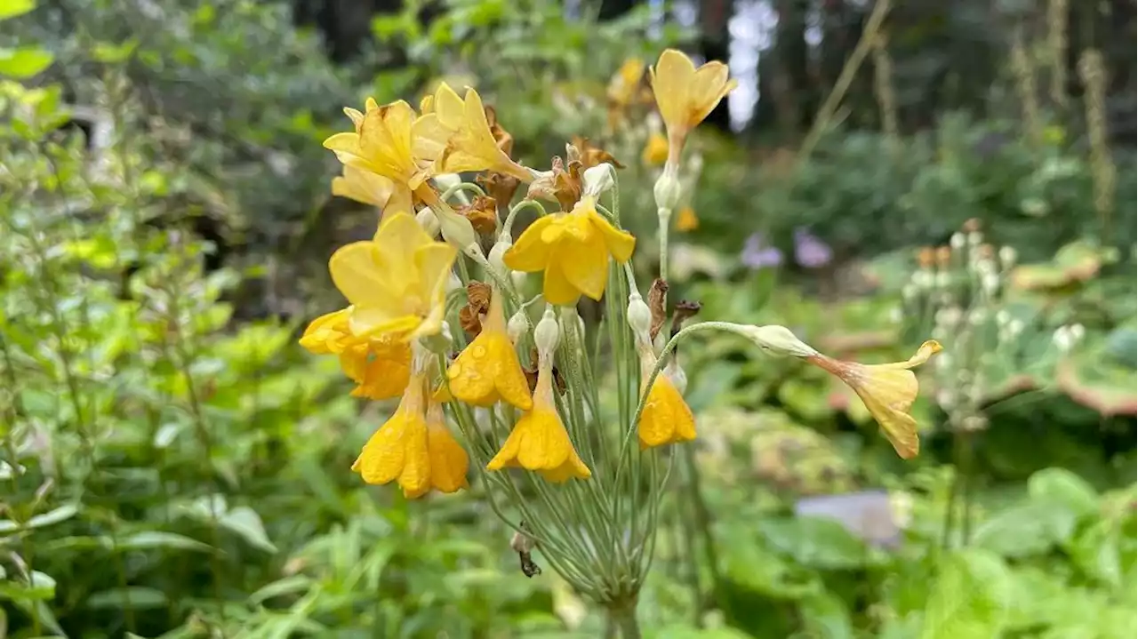 Garden Talk: Late-blooming perennials at the Jensen-Olson Arboretum