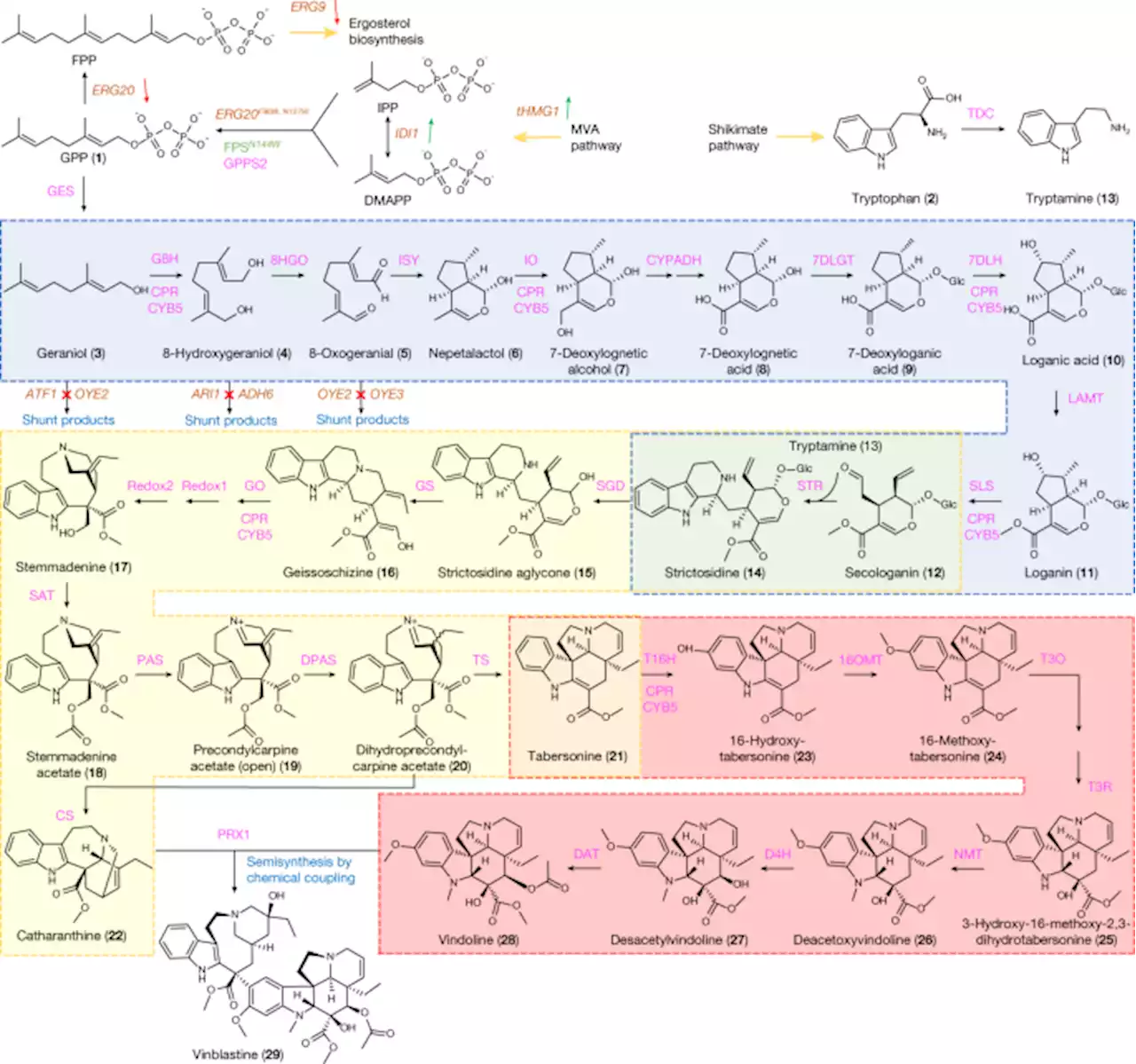 A microbial supply chain for production of the anti-cancer drug vinblastine - Nature