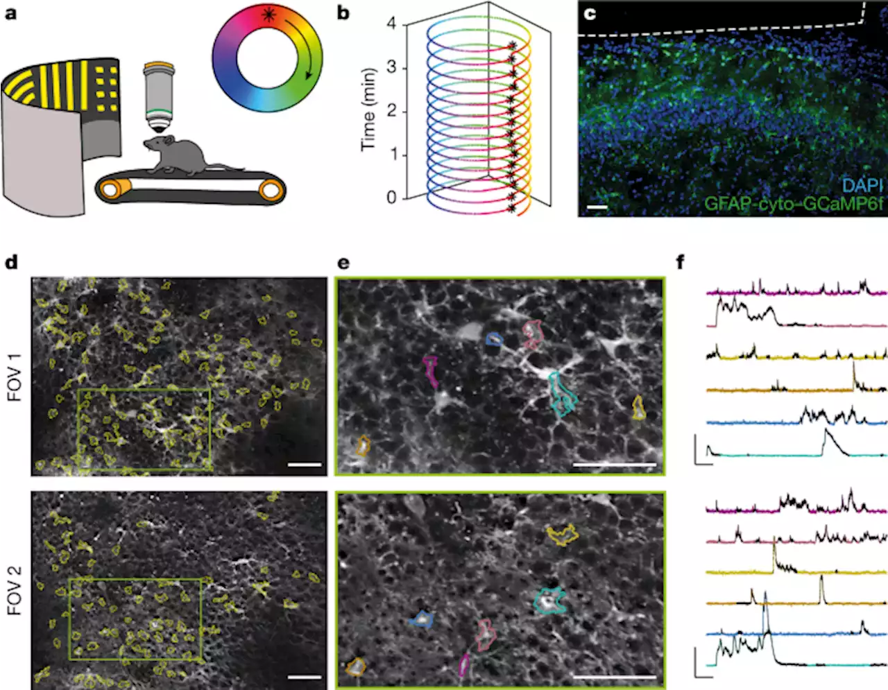 Hippocampal astrocytes encode reward location - Nature