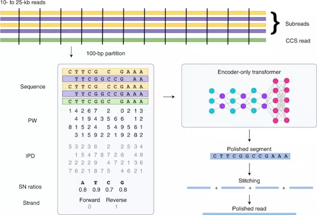 DeepConsensus improves the accuracy of sequences with a gap-aware sequence transformer - Nature Biotechnology