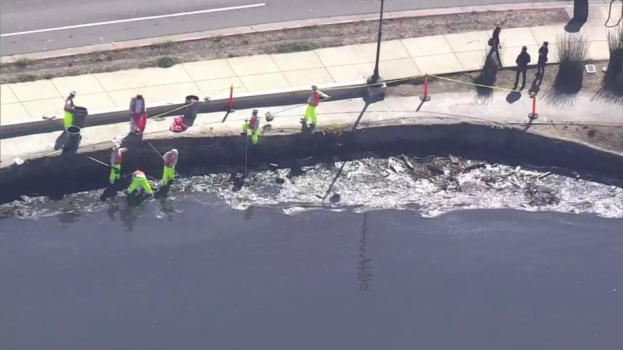 Crews Begin Cleaning Up Dead Fish at Lake Merritt Before Heat Wave