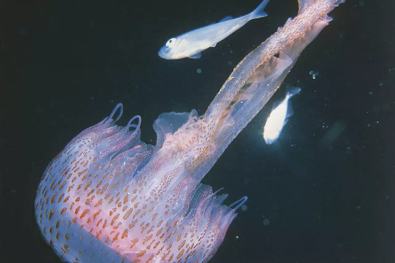 Rare jellyfish ‘mauve stingers’ that can sting without their tentacles found on New Jersey beaches