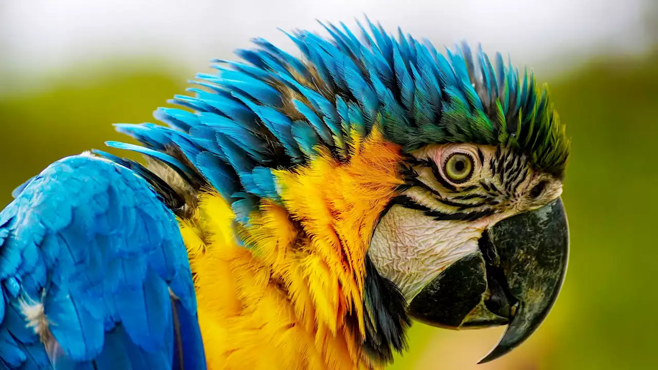 Blue-throated macaws are making a slow, but hopeful, comeback