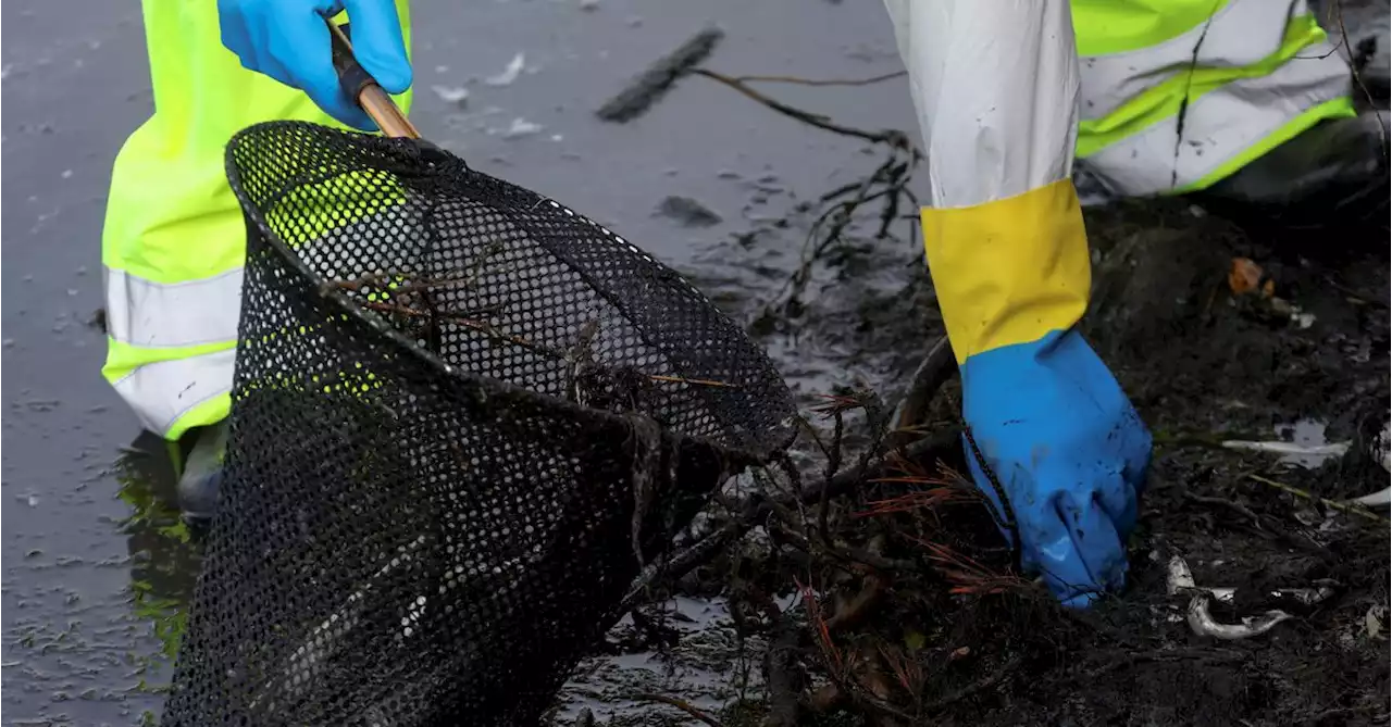 Toxic algae bloom kills off fish around San Francisco Bay