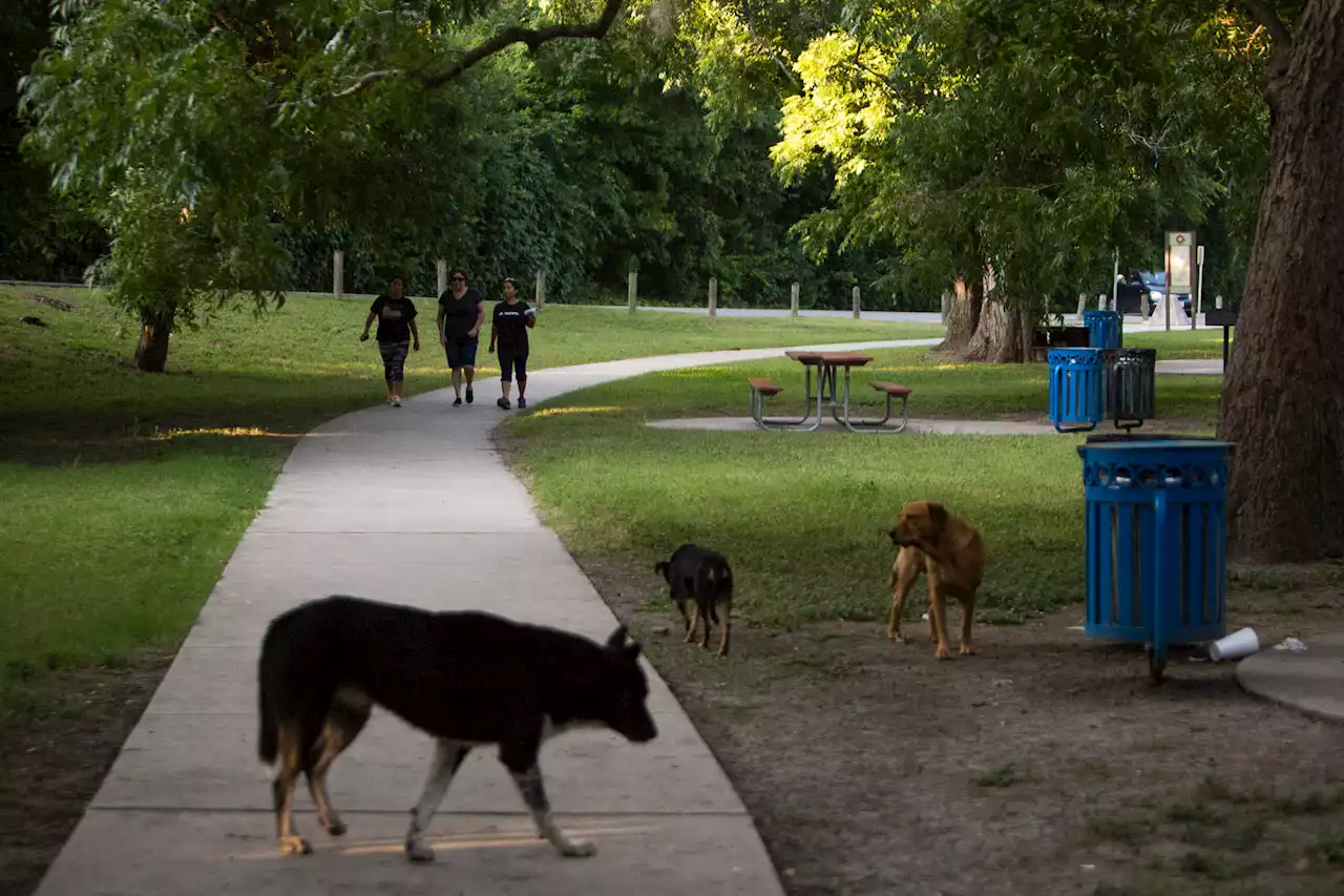 San Antonio looks to expand vet services for low-income residents