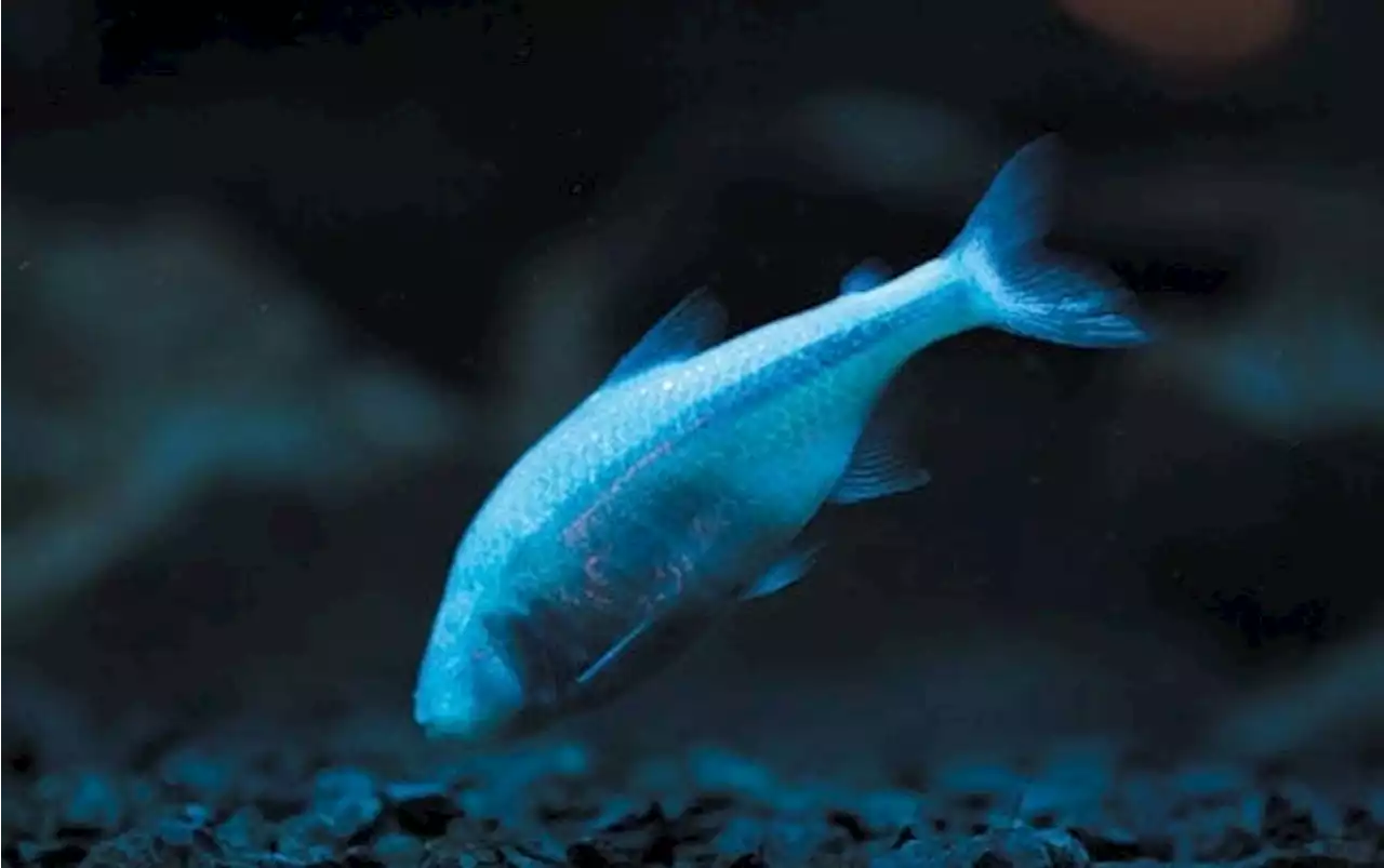 Blind Cave Fish May Trade Color for Energy