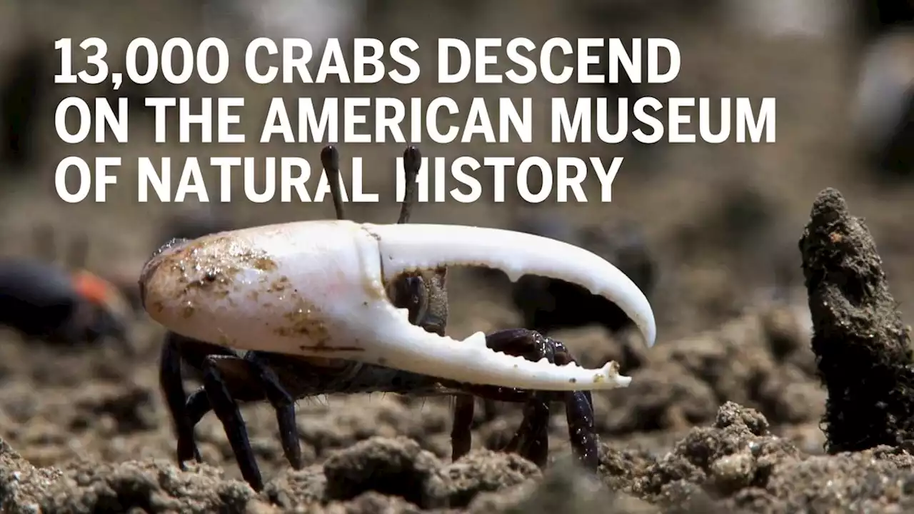 13,000 Crabs Crawl into a Museum (Collection)