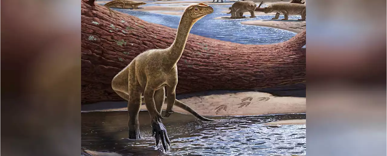 Adorable Little Sauropod Is Oldest Confirmed Dinosaur Ever Found in Africa