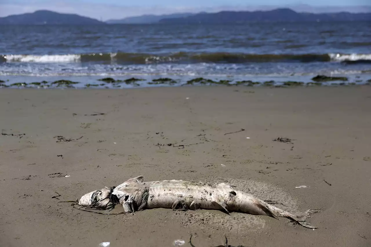 Is it safe to swim in San Francisco Bay with the algal bloom?