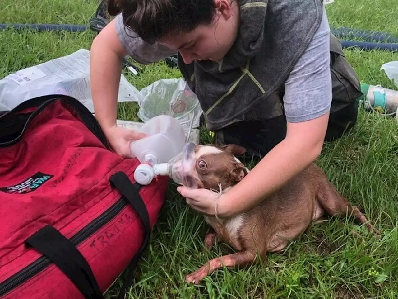 Amazon driver's actions save pups from Florida house fire