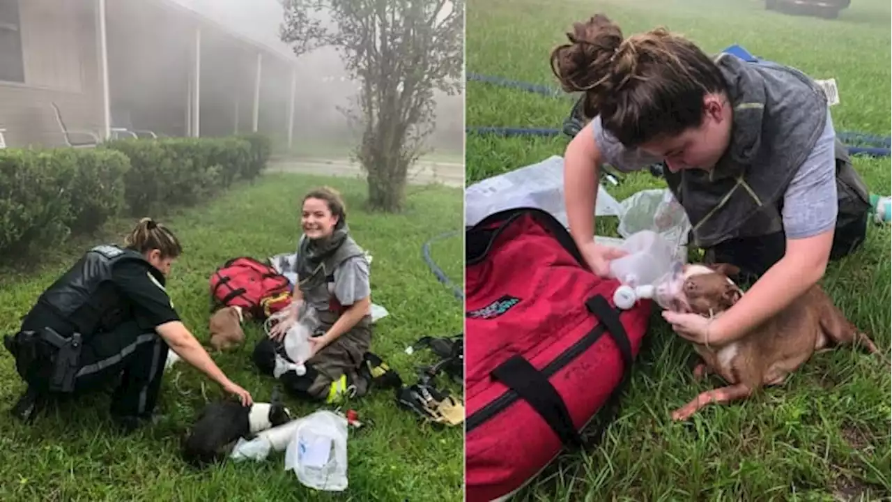 Delivery driver helps save 3 puppies from Columbia County house fire