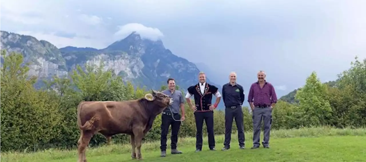 Am nächsten ESAF gibt es einen Original-Braunvieh-Muni mit Hörnern zu gewinnen - bauernzeitung.ch