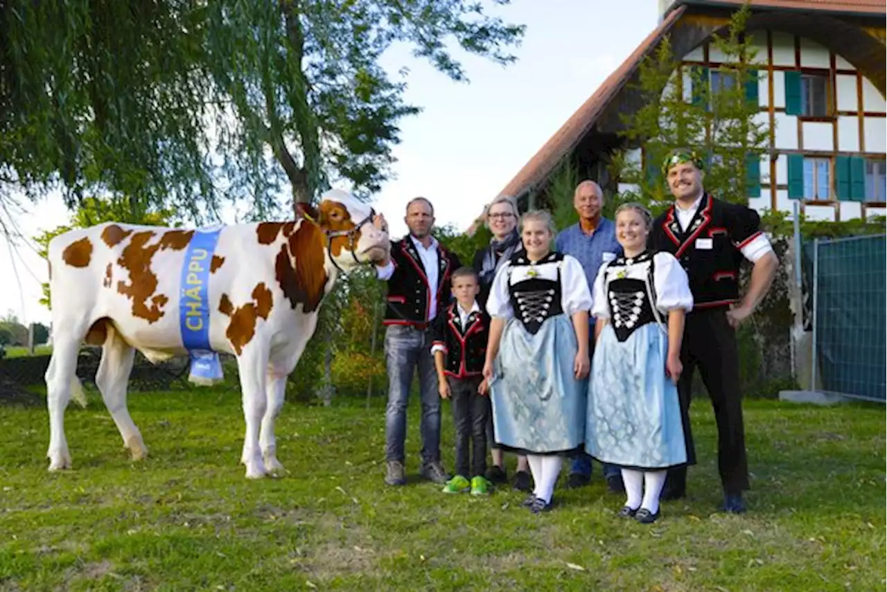 Das ist der Siegermuni fürs Mittelländische Schwingfest: Er heisst Chäppu - bauernzeitung.ch