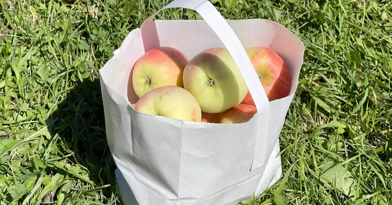 12 orchards for apple picking near Toronto