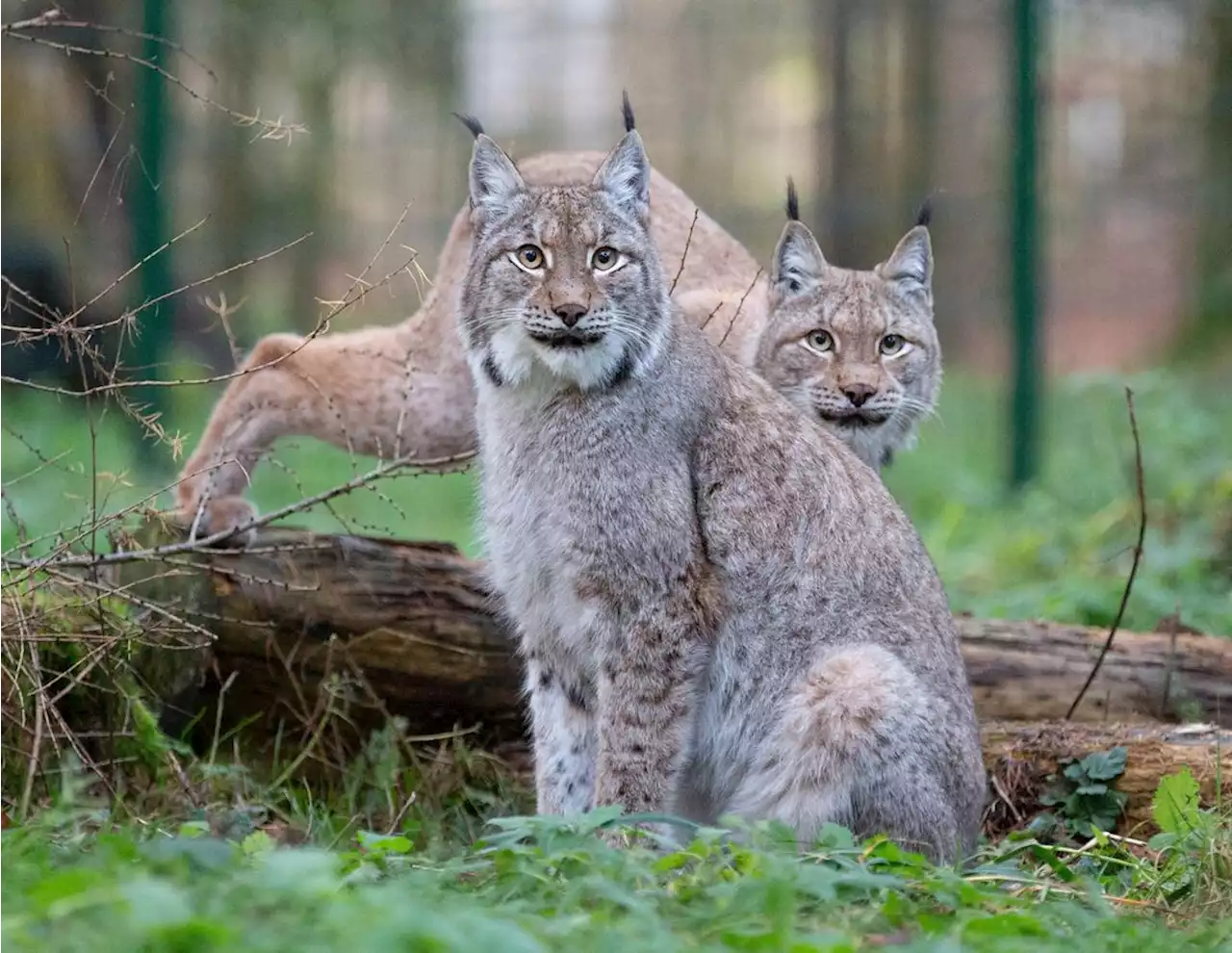 Luchse im Bayerischen Wald: Besteht die Gefahr von Inzucht?