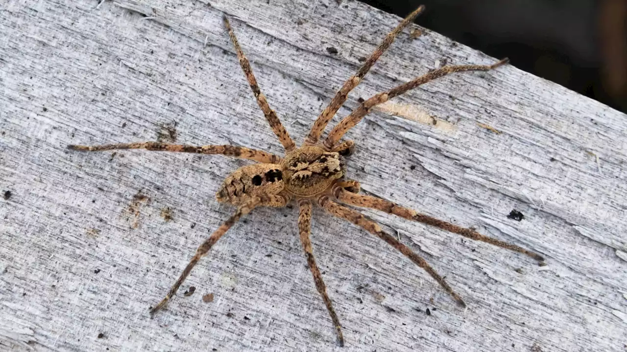 Mehr Sichtungen der giftigen Nosferatu-Spinne in Berlin