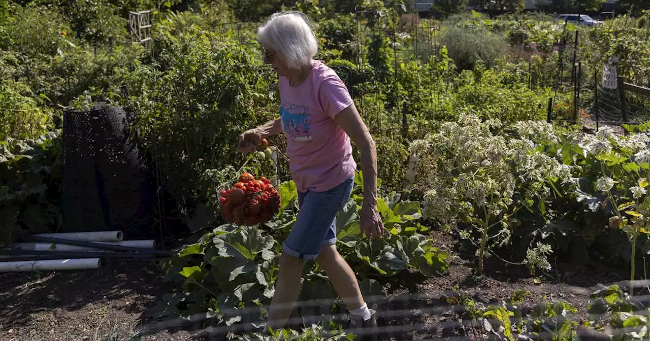 Tribune investigation: Chicago’s sewage district fails to warn gardeners free sludge contains toxic forever chemicals