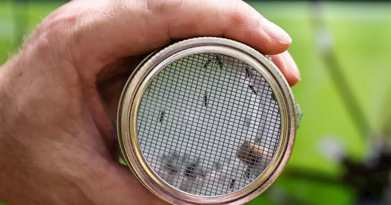 It’s not your imagination. Texas mosquitoes are bigger — and meaner — than usual