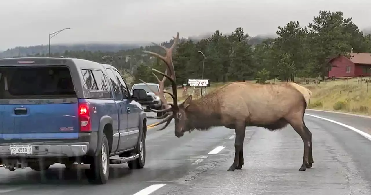 Visitors, locals urged to maintain distance during elk rutting season in Colorado