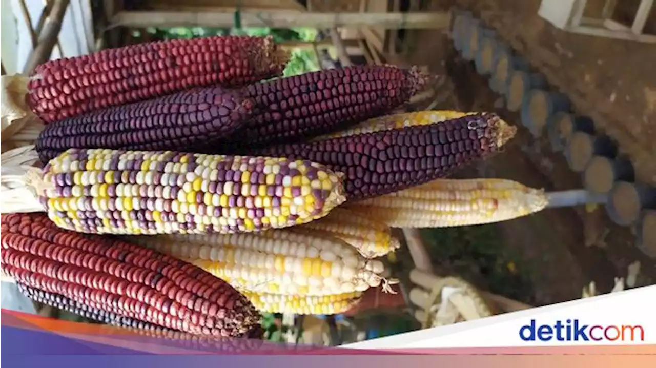 Aneh tapi Nyata, Muncul Jagung Pelangi Warna-warni dari Cianjur