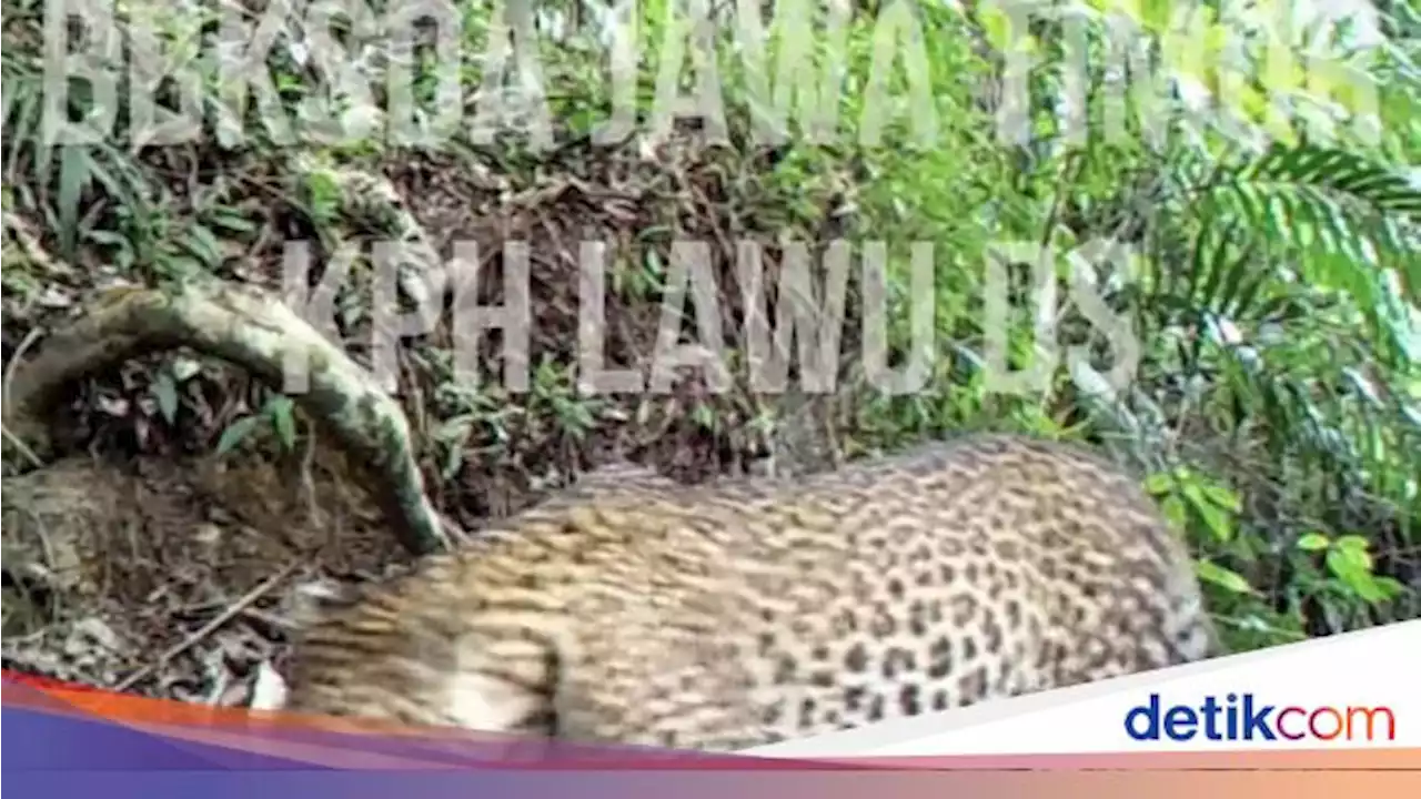 Tertangkap Kamera BBKSDA Jatim, Macan Tutul di Gunung Lawu Belum Punah!