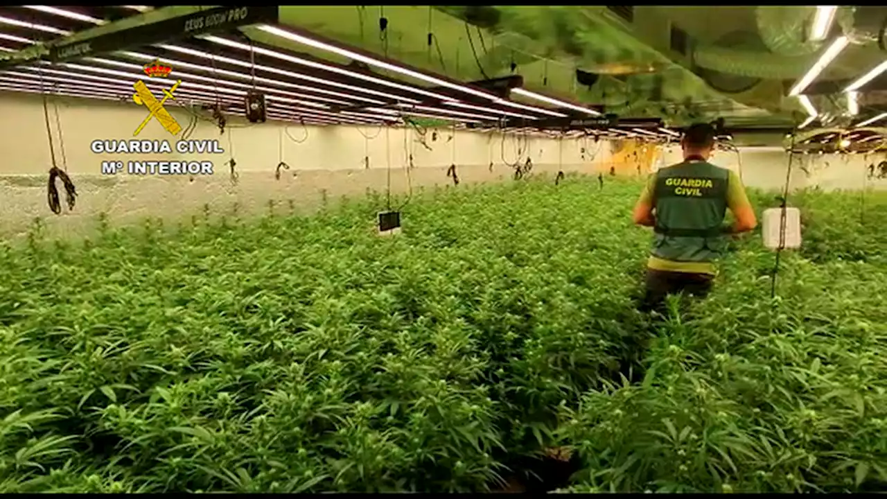 Cae una red que cultivaba 10.000 plantas de marihuana en ocho casas okupadas y con enganche ilegal de agua y luz en Toledo