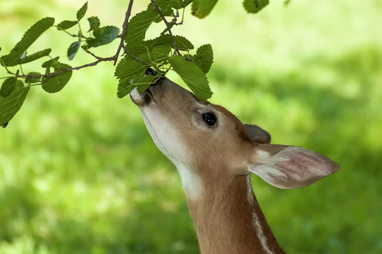 Stop deer from eating plants in San Antonio neighborhoods