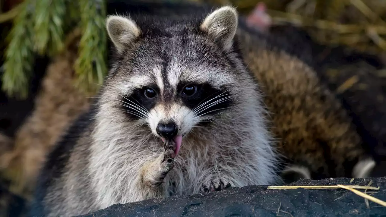 NYC to vaccinate raccoons against rabies