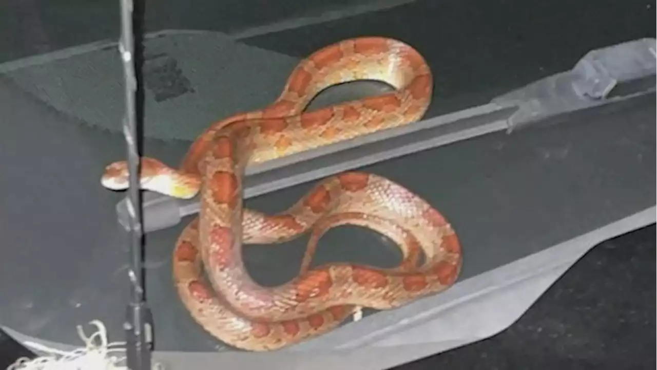 WATCH: Florida man finds snake hitching a ride on windshield while driving home