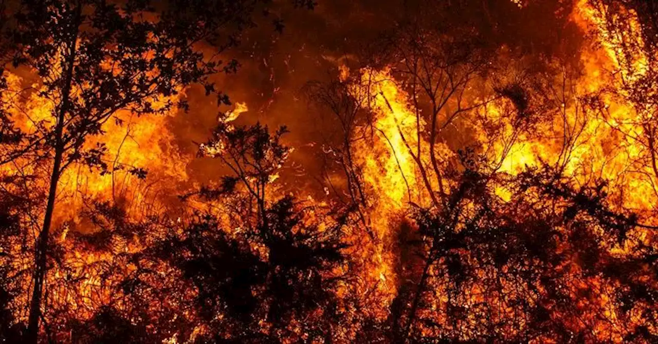 Comme en France cet été, en 2019, la forêt australienne a beaucoup brûlé