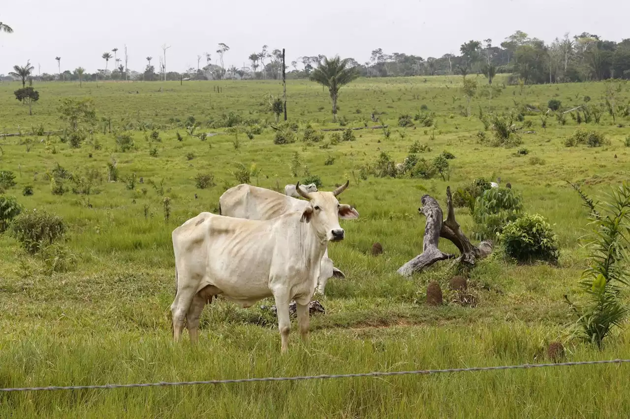 Aux portes de l’Amazonie colombienne, le bétail dévore la forêt